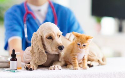 ¿Por qué vacunar a mis mascotas?